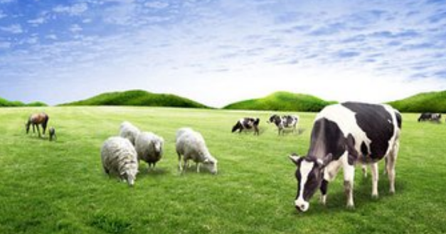 農(nóng)視云畜牧養(yǎng)殖管理系統(tǒng)