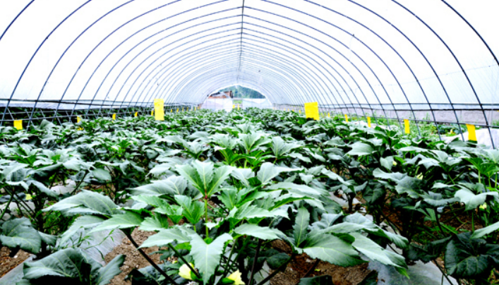 設施農業物聯網解決方案