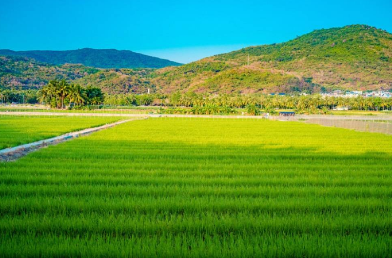 多種電商平臺(tái)經(jīng)營是現(xiàn)代農(nóng)業(yè)發(fā)展的必然趨勢(shì)